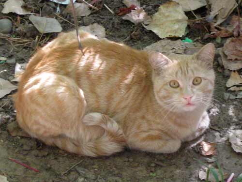 найден потерявшийся рыжий кот в Алматы
