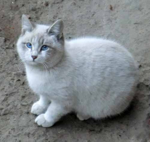 Бездомный котик в Алматы