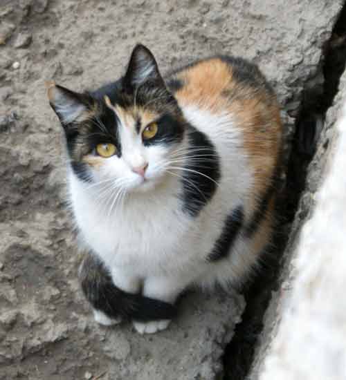 Кошки Алматы, бездомные и домашние