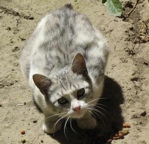 бездомный котенок в Алматы, его надо отловить и убить?