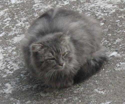 уличный кот Мустафа, в Алматы, Орбита-2
